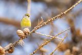 CITROENSIJS - Carduelis citrinella - CITRIL FINCH