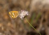 BLEEK HOOIBEESTJE - Coenonympha dorus - DUSKY HEATH