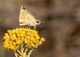 KLEIN BRANDKRUIDDIKKOPJE - Muschampia proto - SAGE SKIPPER