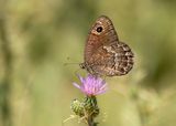 KLEINE SATERZANDOOG - Satyrus actaea - BLACK SATYR