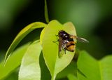STADSREUS - Volucella zonaria - HORNET PLUMEHORN