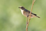 WHINCHAT - Saxicola rubetra - PAAPJE