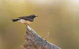 CYPRUS WHEATEAR - Oenanthe cypriaca - CYPRUSTAPUIT