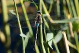VAGRANT EMPEROR - Anax ephippiger - ZADELLIBEL