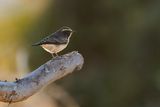 CYPRUS WHEATEAR - Oenanthe cypriaca - CYPRUSTAPUIT