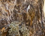 SHORT-TOED TREECREEPER SSP DOROTHAEA - Certhia brachydactyla dorotheae - BOOMKRUIPER SSP DOROTHAEA