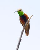 WEDGE-TAILED HILLSTAR - Oreotrochilus adela - WIGSTAARTBERGNIMF - COLIBRI ADELE