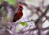 RED-CRESTED FINCH - Coryphospingus cucullatus - RODE KROONGORS - ARAGUIRA ROUGÂTRE