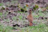 SCIMITAR-BILLED WOODCREEPER - Drymornis bridgesii - SABELMUISSPECHT - GRIMPAR PORTE-SABRE