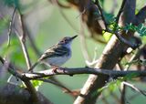 PEARLY-VENTED TODY-TYRANT - Hemitriccus margaritaceiventer - WITBUIKTODIETIRAN - TODIROSTRE À VENTRE PERLE