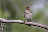CREAMY-BELLIED THRUSH - Turdus amaurochalinus - CRÈMEBUIKLIJSTER - MERLE À VENTRE CLAIR