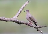 WHITE-TIPPED DOVE - Leptotila verreauxi - VERREAUXS DUIF - COLOMBE DE VERREAUX
