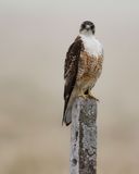 VARIABLE HAWK - Geranoaetus polyosoma - ROODRUGBUIZERD - BUSE TRICOLOR