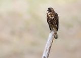VARIABLE HAWK - Geranoaetus polyosoma - ROODRUGBUIZERD - BUSE TRICOLOR