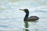 KUIFAALSCHOLVER - Gulosus aristotelis - EUROPEAN SHAG - CORMORAN HUPPÉ