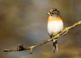 KEEP- Fringilla montifringilla - BRAMBLING - PINSON DU NORD