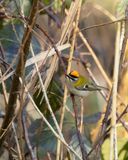 VUURGOUDHAAN - Regulus ignicapilla - COMMON FIRECREST - ROITELET À TRIPLE BANDEAU