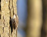 BOOMKRUIPER - Certhia brachydactyla - SHORT-TOED TREECREEPER - GRIMPEREAU DES JARDINS