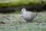 TURKSE TORTEL - Streptopelia decaocto - EURASIAN COLLARED DOVE - TOURTERELLE TURQUE