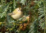 GOUDHAAN - Regulus regulus - GOLDCREST - ROITELET HUPPÉ