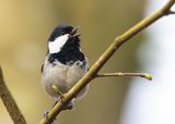 ZWARTE MEES - Periparus ater - COAL TIT - MÉSANGE NOIRE