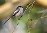 STAARTMEES - Aegithalos caudatus - LONG-TAILED TIT - ORITE Á LONGUE QUEUE