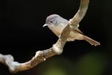 BROWN-CHEECKED FULVETTA - Alcippe poioicephala - BRUINWANGALCIPPE - ALCIPPE A JOUES BRUNES