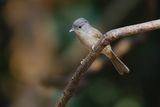 BROWN-CHEECKED FULVETTA - Alcippe poioicephala - BRUINWANGALCIPPE - ALCIPPE A JOUES BRUNES