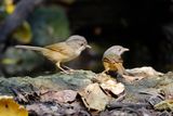 BROWN-CHEECKED FULVETTA - Alcippe poioicephala - BRUINWANGALCIPPE - ALCIPPE A JOUES BRUNES