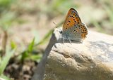 OOSTELIJKE VUURVLINDER - Lycaena thersamon - LESSER FIERY COPPER