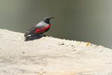 ROTSKRUIPER - Tichodroma muraria - WALLCREEPER