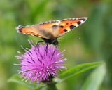 KLEINE VOS - Aglais urticae - SMALL TORTOISESHELL - PETITE TORTUE