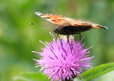 KLEINE VOS - Aglais urticae - SMALL TORTOISESHELL - PETITE TORTUE