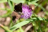 BRUIN DIKKOPJE - Erynnis tages - DINGY SKIPPER - POINT DE HONGRIE