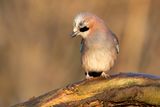 GAAI - Garrulus glandarius - EURASIAN JAY - GEAI DES CHÊNES