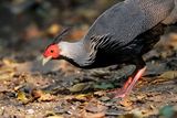 SILVER PHEASANT - Lophura nycthemera - ZILVERFAZANT  - FAISAN ARGENTÉ
