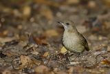 STREAK-EARED BULBUL - Pycnonotus conradi - CONRADS BUULBUUL - BULBUL DE CONRAD