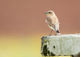 TAPUIT - Oenathe oenanthe - COMMON WHEATEAR