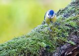 PIMPELMEES - Cyanistes caeruleus - EURASIAN BLUE TIT