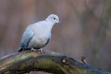 TURKSE TORTEL - Streptopelia decaocto - EURASSIAN COLLARED DOVE.jpg