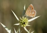 MOORS BRUIN BLAUWTJE - Aricia cramera - SOUTHERN BROWN ARGUS