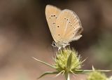 ALMIJARA-ESPARCETTEBLAUWTJE - Polyommatus violetae - ANDALUSIAN ANOMALOUS BLUE
