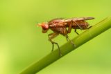 BRUINE SLAKKENDOIDENDE VLIEG ONBEKEND - Tetanocera spec.