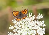 KLEINE VUURVLINDER - Lycaena phlaeas - SMALL COPPER