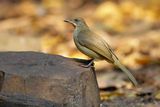 STREAK-EARED BULBUL - Pycnonotus conradi - CONRADS BUULBUUL - BULBUL DE CONRAD