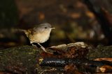 BROWN-CHEECKED FULVETTA - Alcippe poioicephala - BRUINWANGALCIPPE - ALCIPPE A JOUES BRUNES