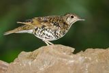 WHITES THRUSH - Zoothera aurea - GOUDLIJSTER - GRIVE DORÉE