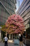 Office building plum: ITS SPRIIIIIING!!!!