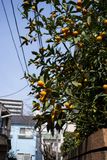 Tiny oranges (???)