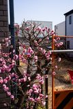 Plum (or is it an early cherry???)